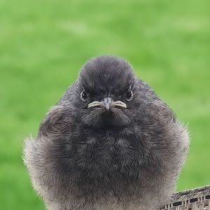 Meet your Posher, Daniella